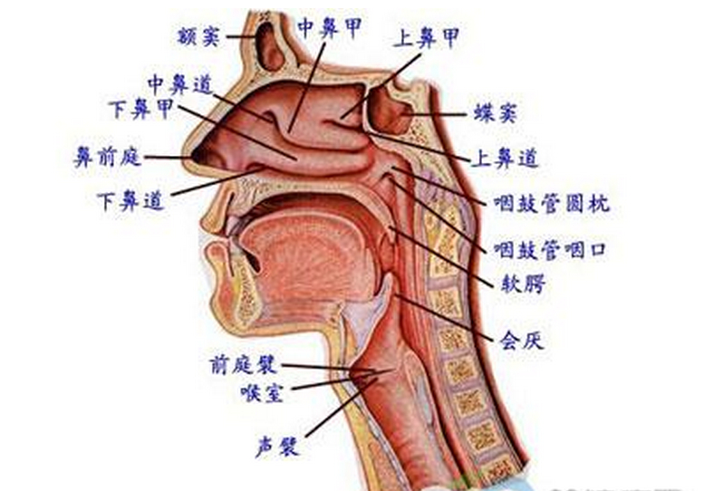 石家庄咽炎