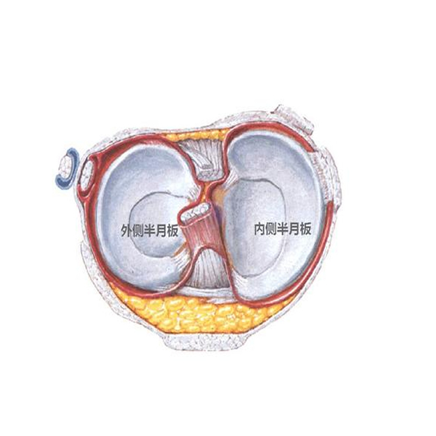 半月板损伤专业介绍