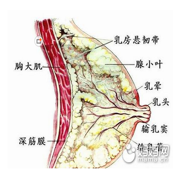 乳腺增生