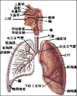 哮喘病